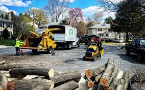 Best Tree Preservation Services  in Dalton, OH