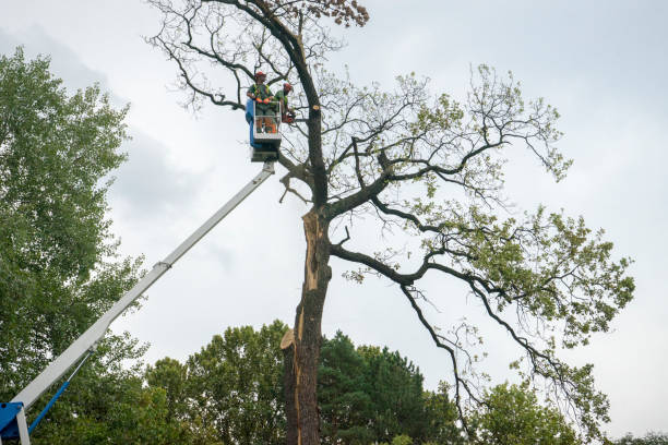 Reliable Dalton, OH Tree Services Solutions